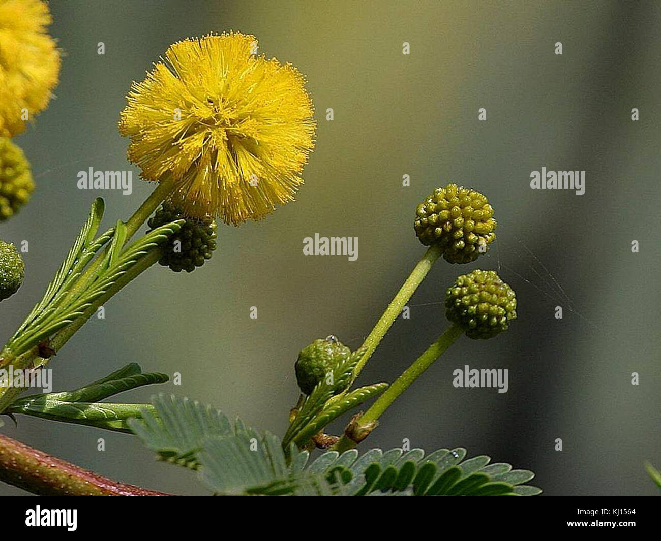 Yellow flowers in green grass macro image Stock Photo Alamy