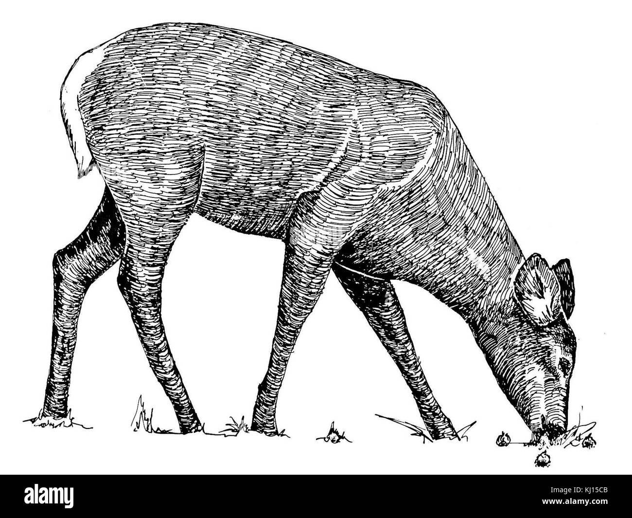 Animal line art drawing Stock Photo - Alamy