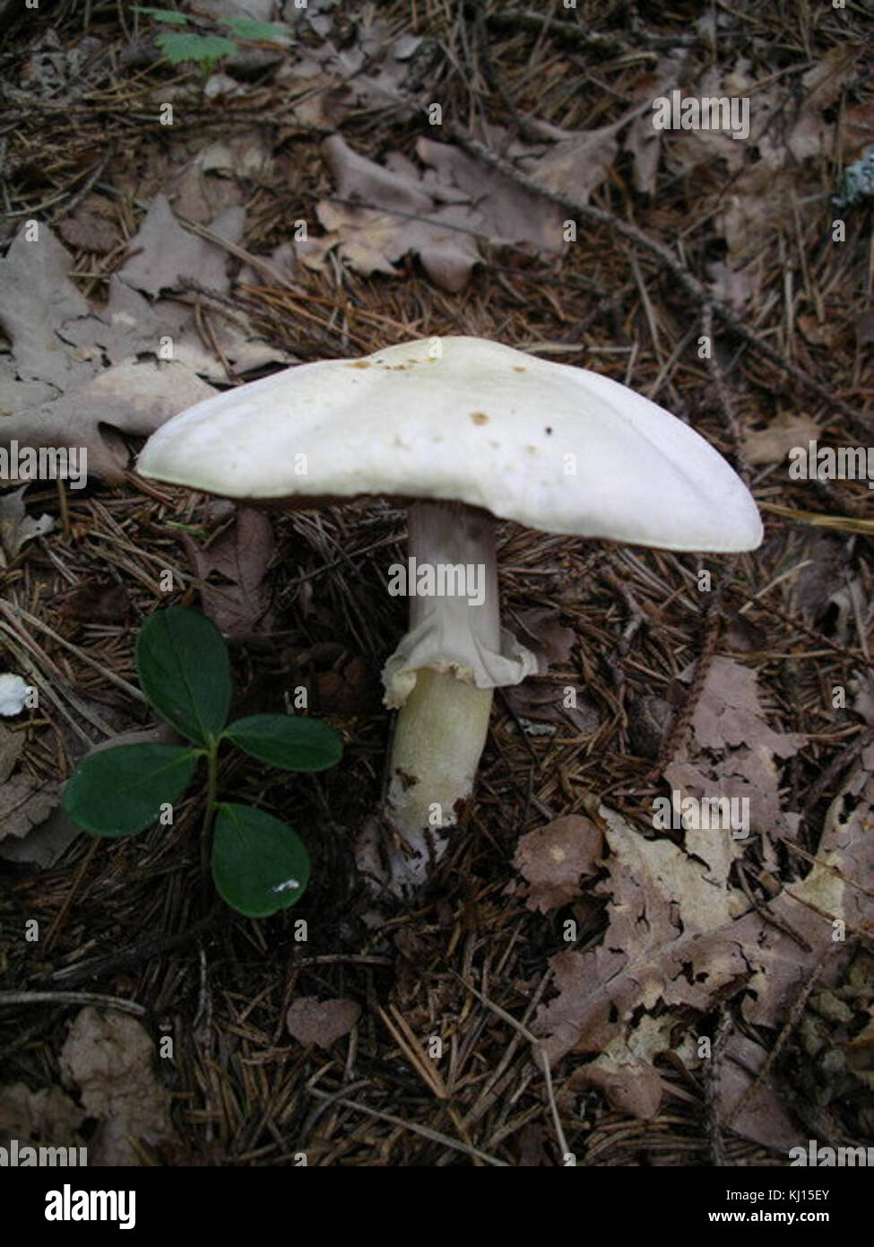 Agaricus xanthoderma Stock Photo Alamy