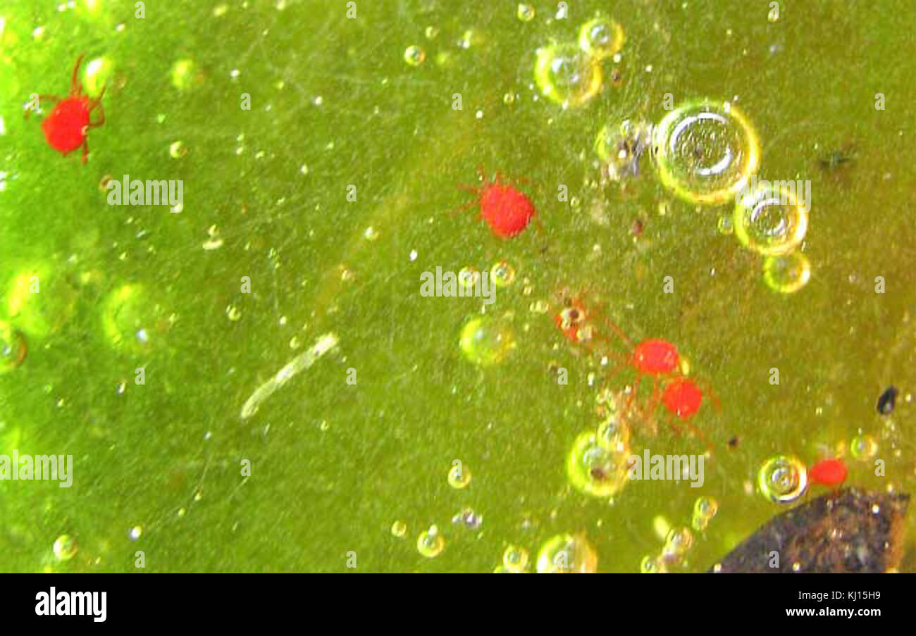 Water mites hires stock photography and images Alamy