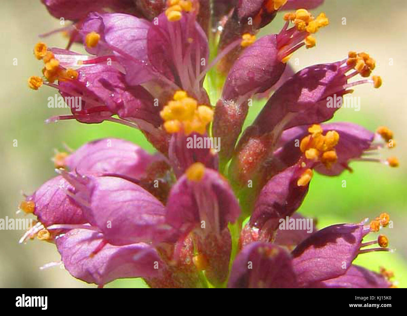 Amorpha fruticosa-flowers Stock Photo