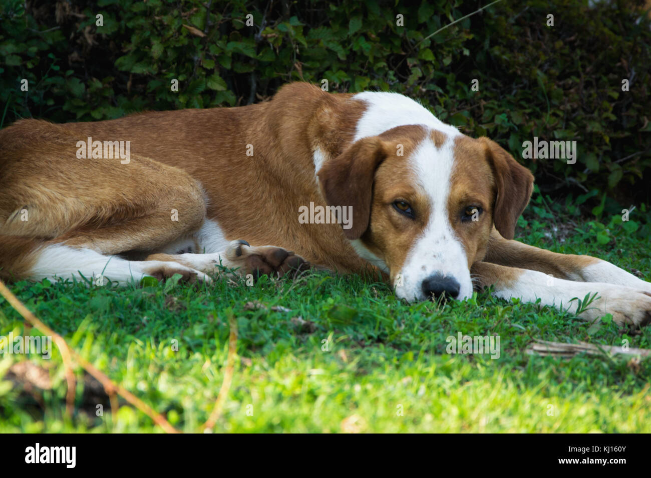Dog relaxing on the grass Stock Photo - Alamy - Dogs Relaxing On The Grass Area