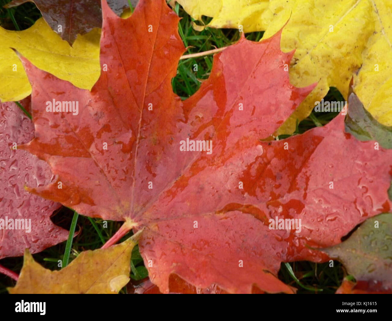 Big Maple Leaves Big Maple Leaves