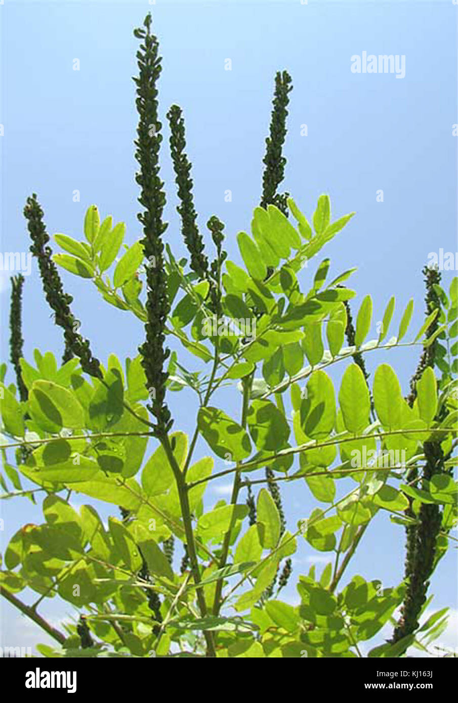 Amorpha fruticosa-leaves Stock Photo