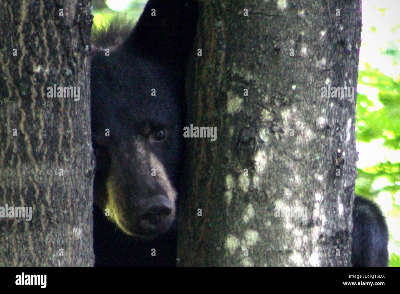Black bear with tree Stock Photo - Alamy