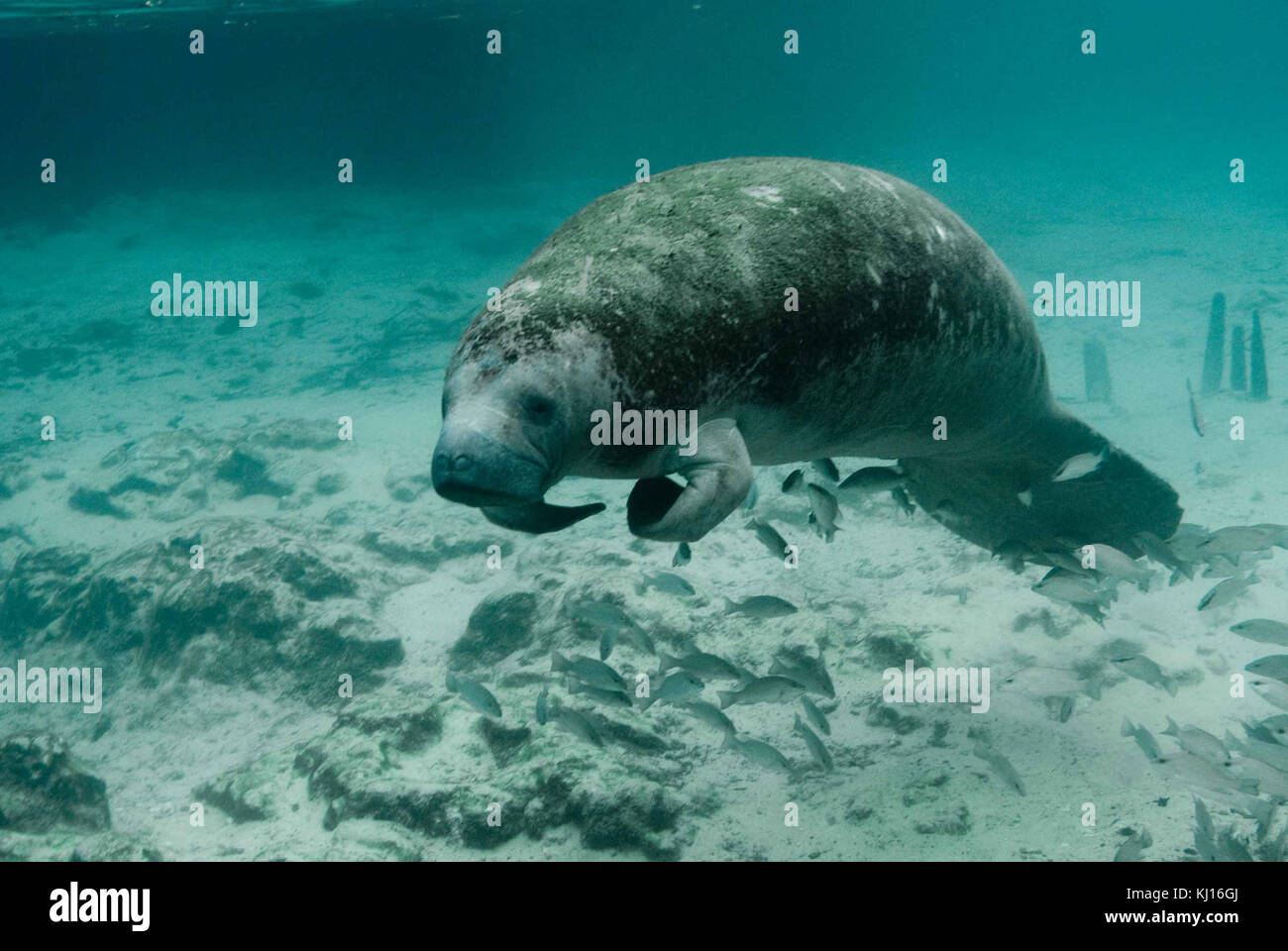 Manatee endangered species Trichechus manatus latirostris Stock Photo