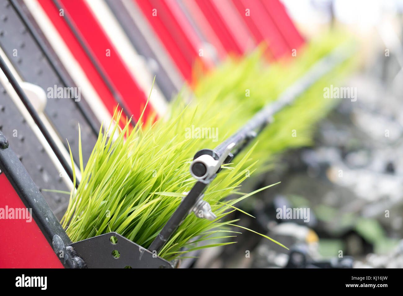 rice planting machine. Transplant young rice seedling on paddy field by transplanter. Stock Photo