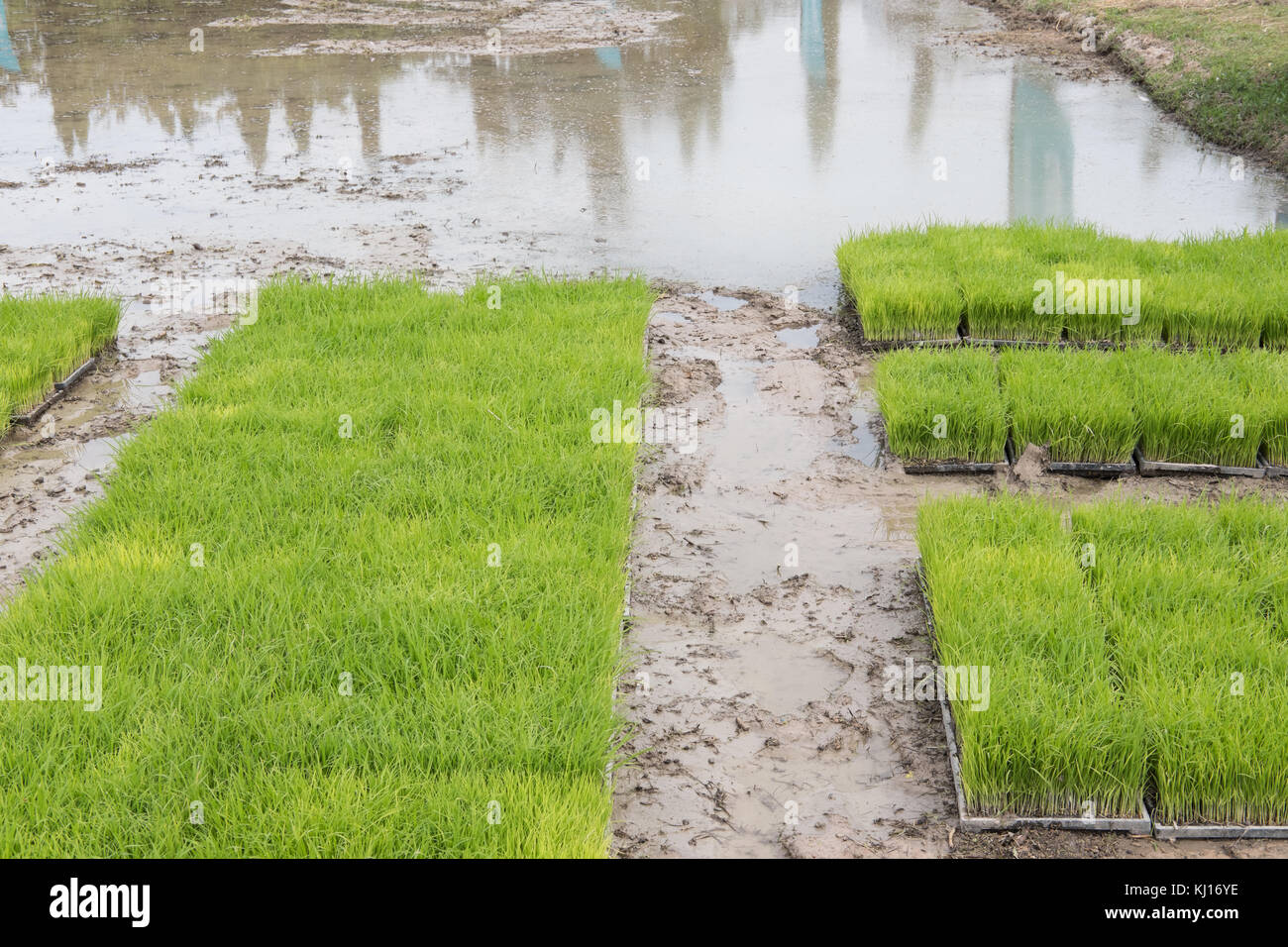 rice planting in farm. Transplant young rice seedling on paddy field in farmland Stock Photo