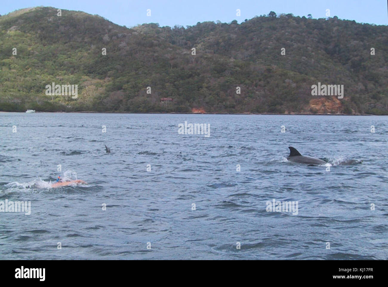Chaguaramas-Swimming-with-Dolphins-1857 Stock Photo
