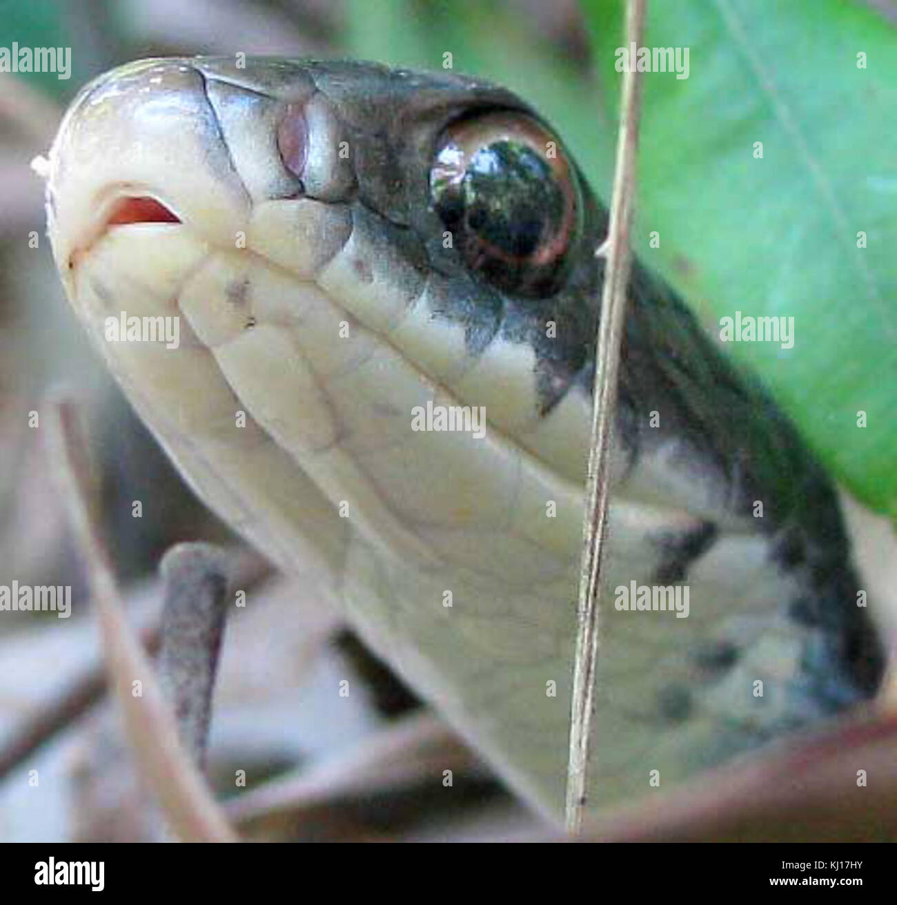 Coluber constrictor priapus-face Stock Photo