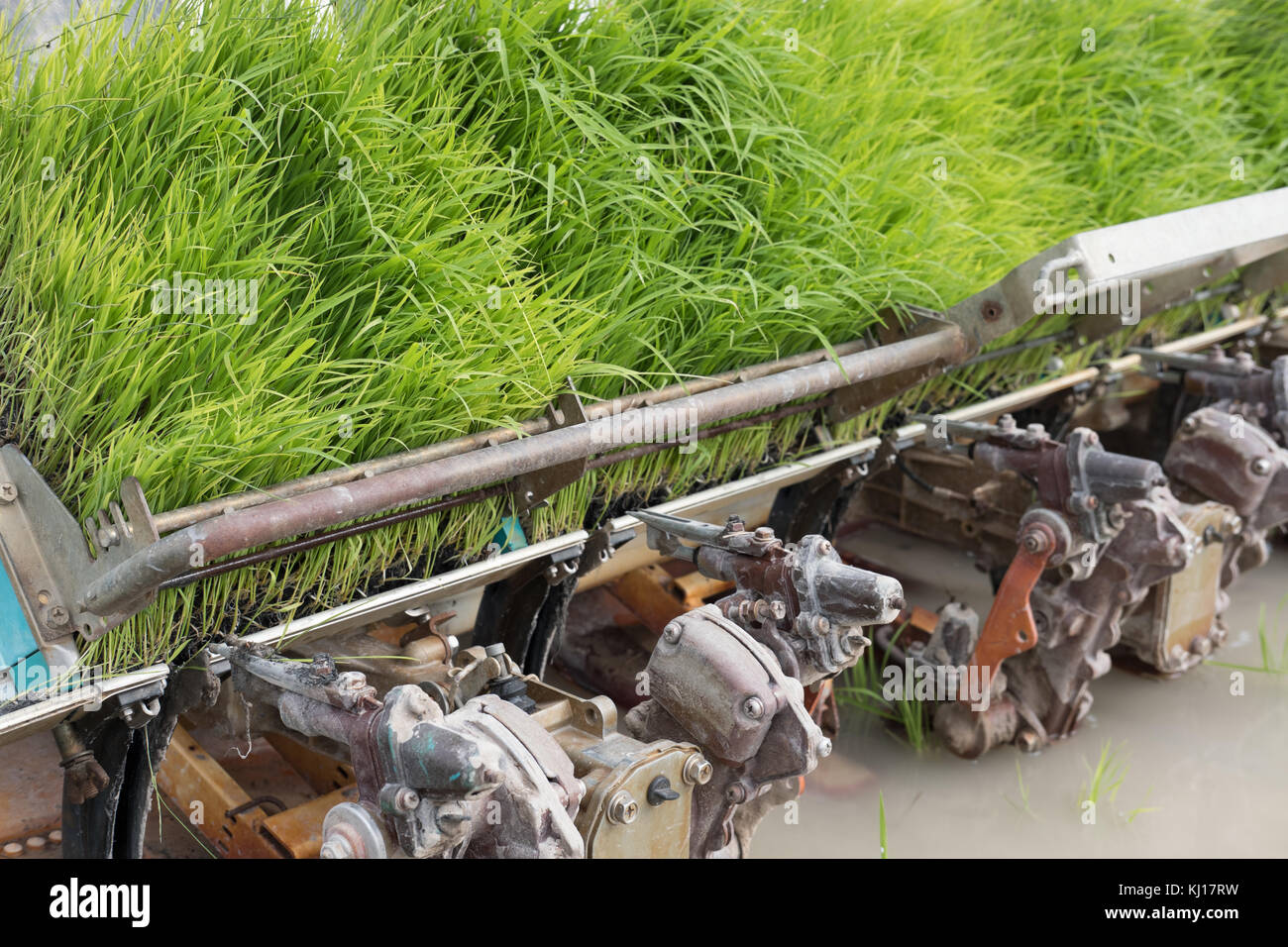 rice planting machine. Transplant young rice seedling on paddy field by transplanter. Stock Photo