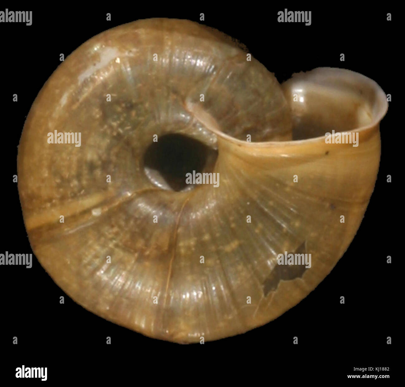 Elona quimperiana shell 3 Stock Photo Alamy