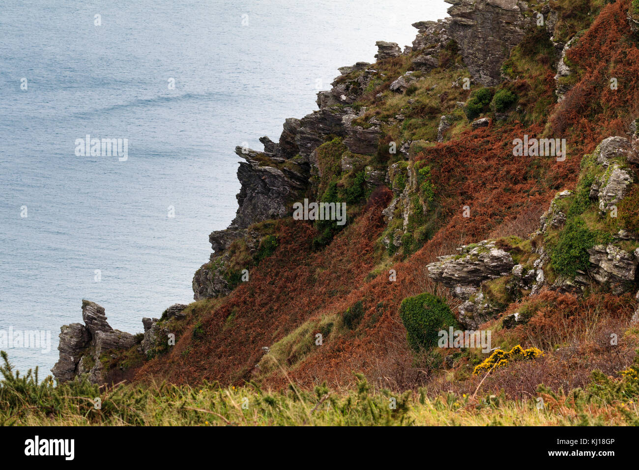 Lower Devonian mica schist rock outcrop in the jagged cliffs of Sharp Tor, above Salcombe, UK. Stock Photo