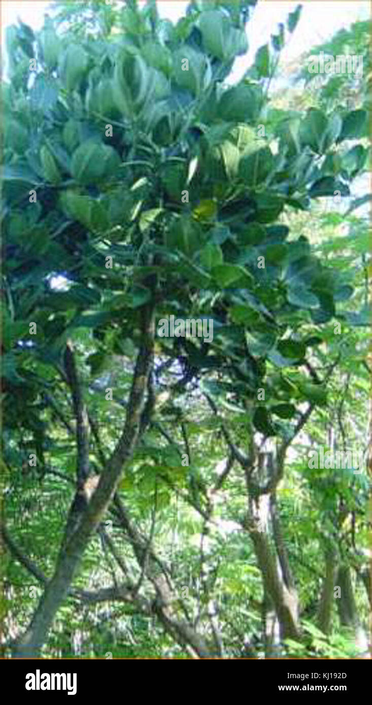 Gastonia hires stock photography and images Alamy