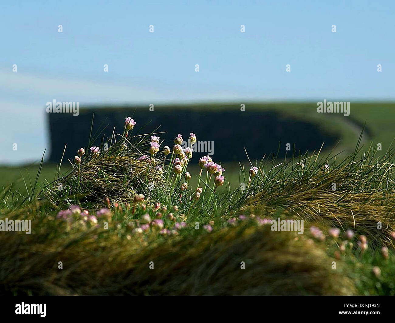 Flowers by the sea Stock Photo Alamy