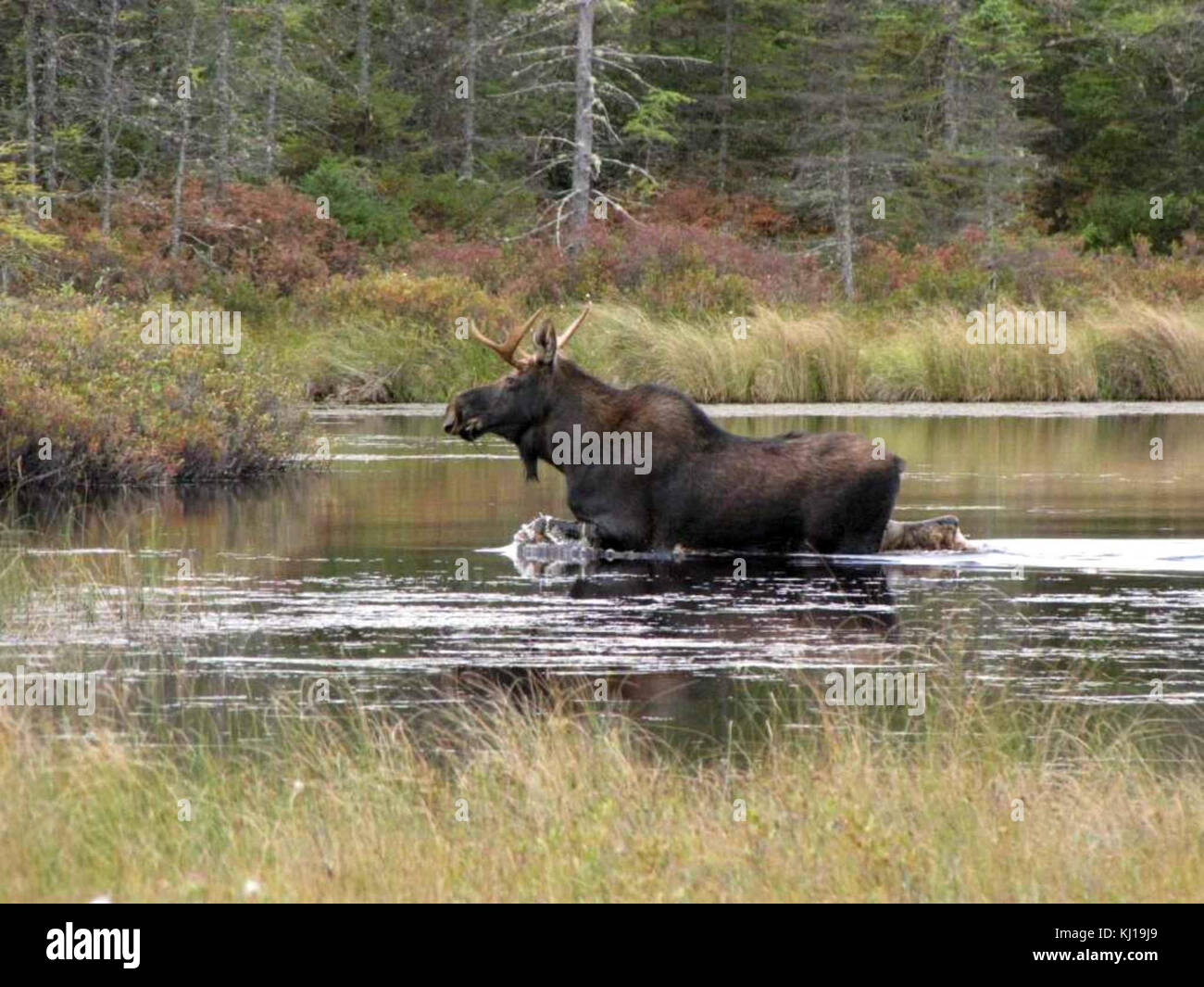 Moose in river animal alces americanus Stock Photo - Alamy