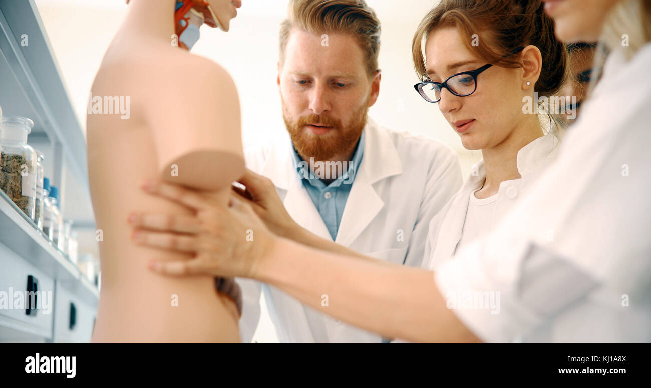 Students of medicine examining anatomical model in classroom Stock Photo