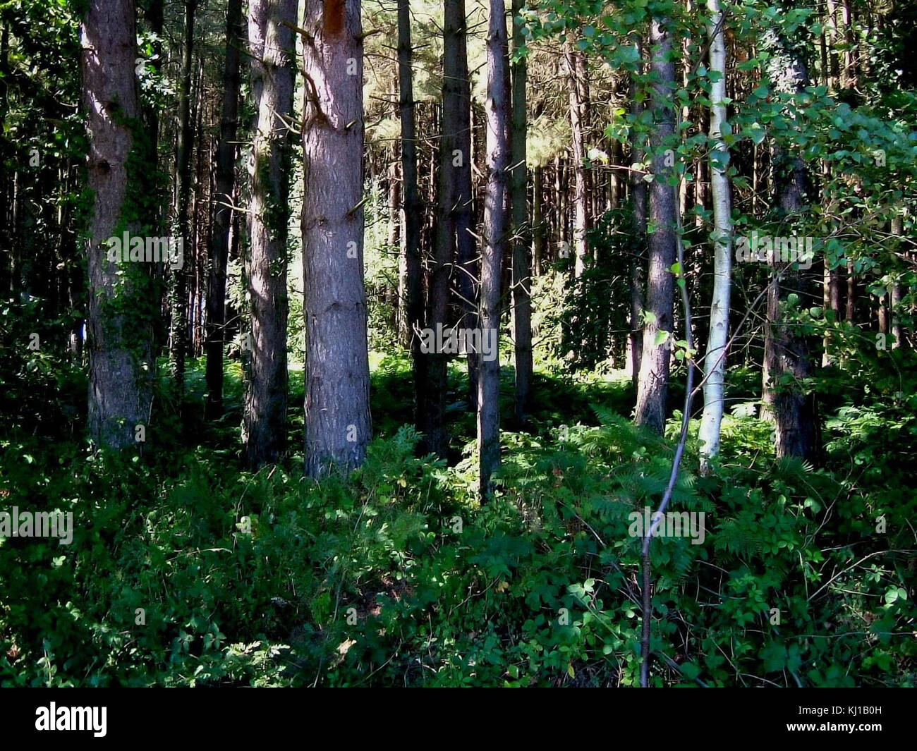 Local woodland scenes landscape Stock Photo - Alamy