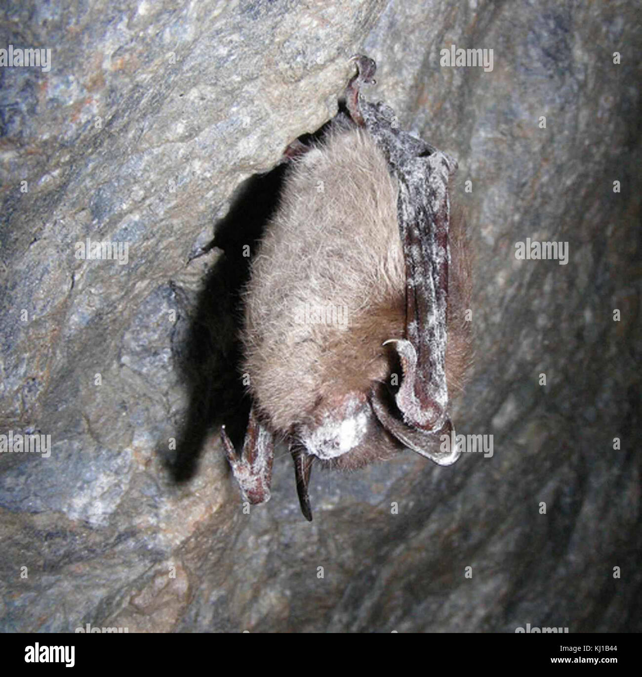 Myotis lucifugus little brown bat Stock Photo - Alamy