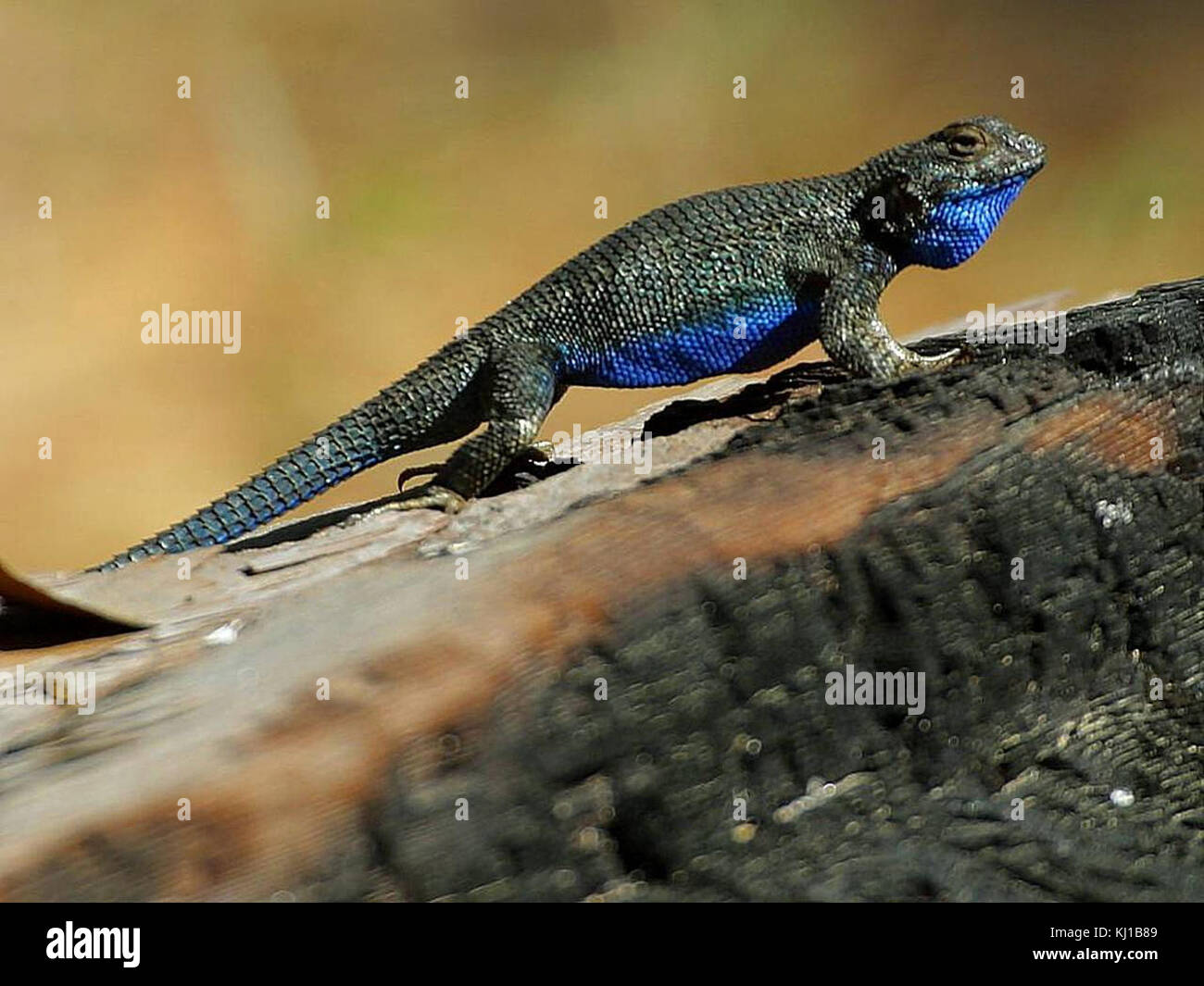 Lizards blue belly scales Stock Photo Alamy