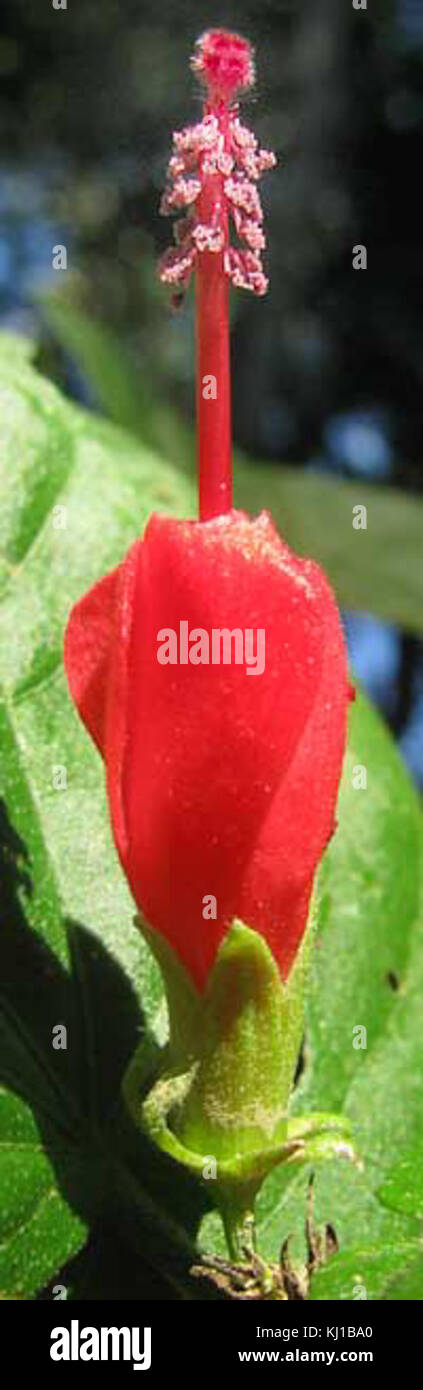 Malvaviscus arboreus-Yucatan Stock Photo