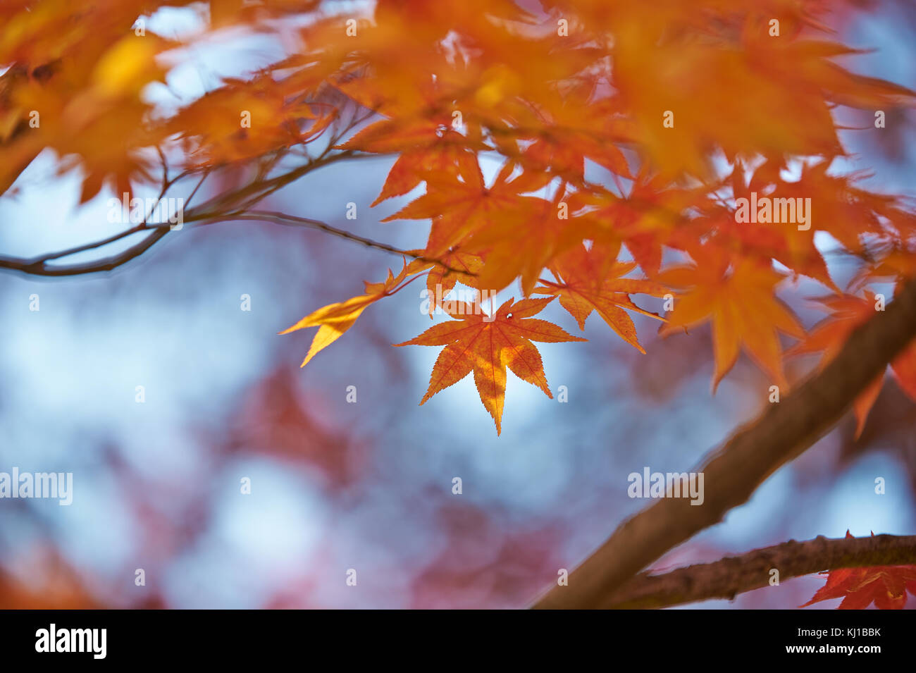 Magical autumn foliage at Soraksan National Park Stock Photo
