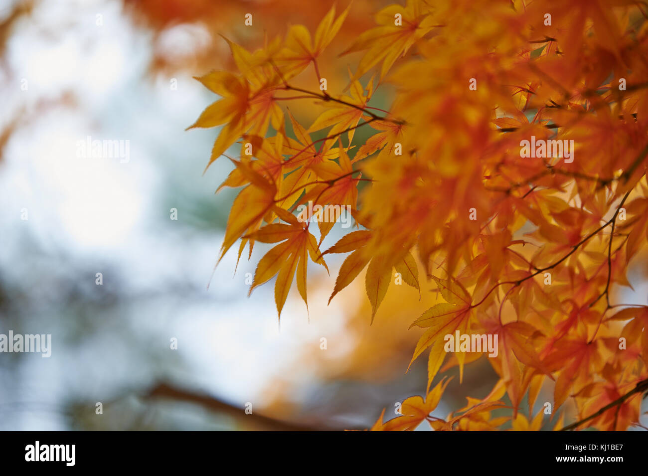 Magical autumn foliage at Soraksan National Park Stock Photo