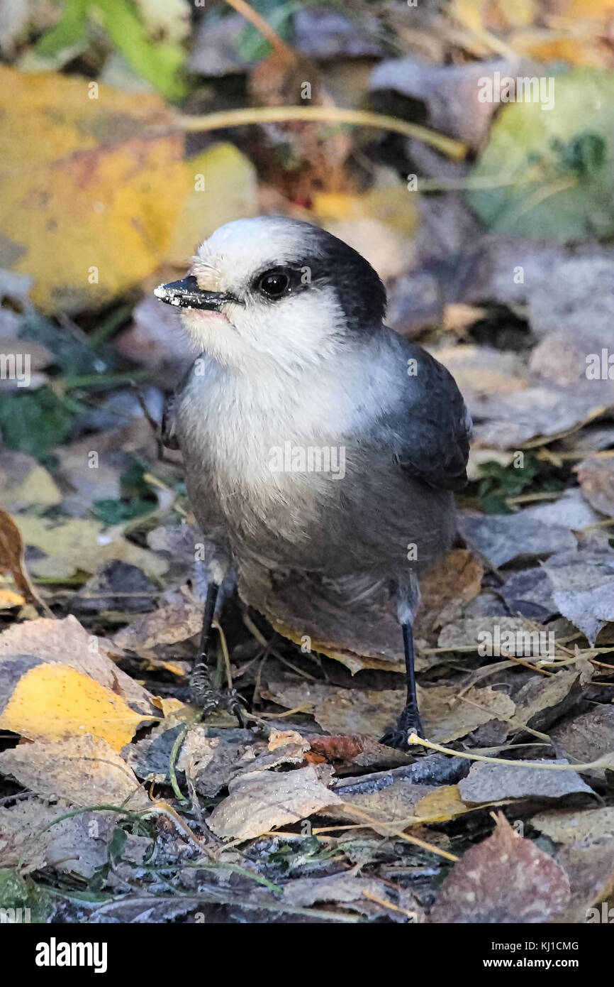 A portrait of a Whiskey Jack bird Stock Photo Alamy