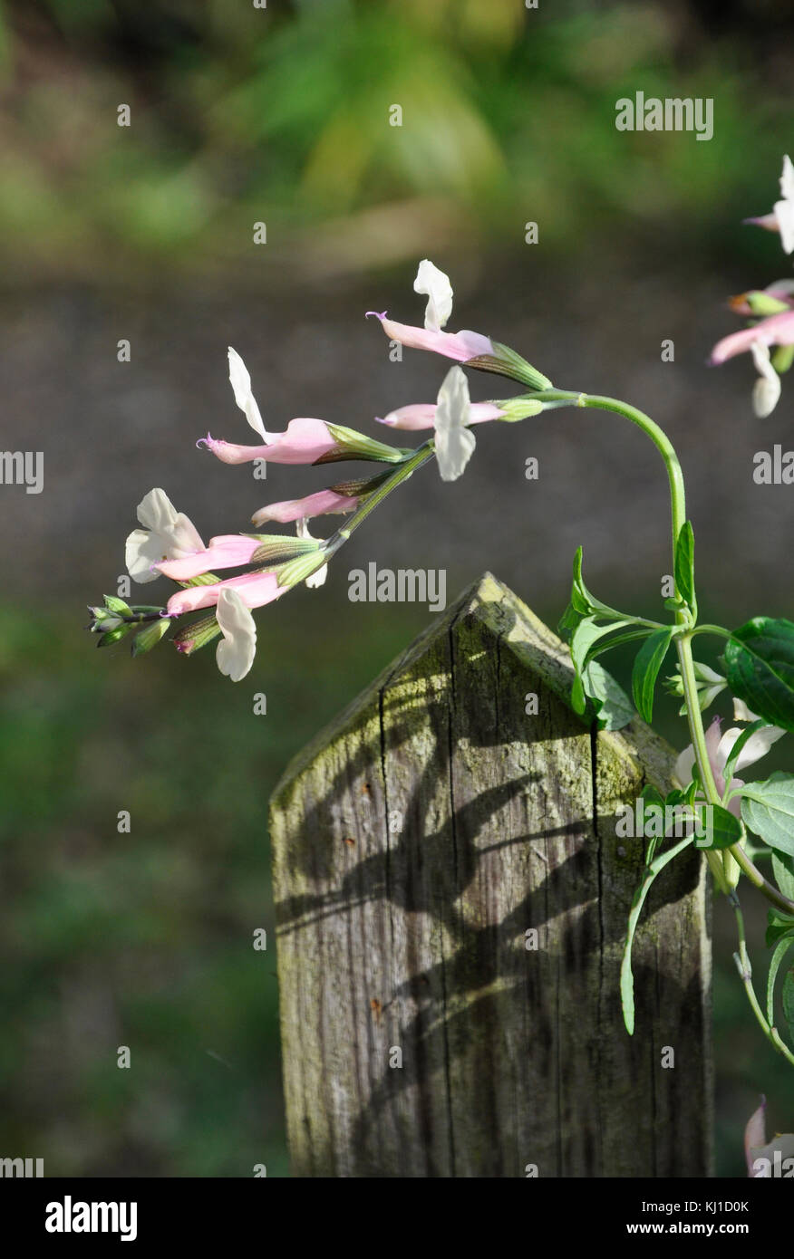 Salvia Trelissick Stock Photo