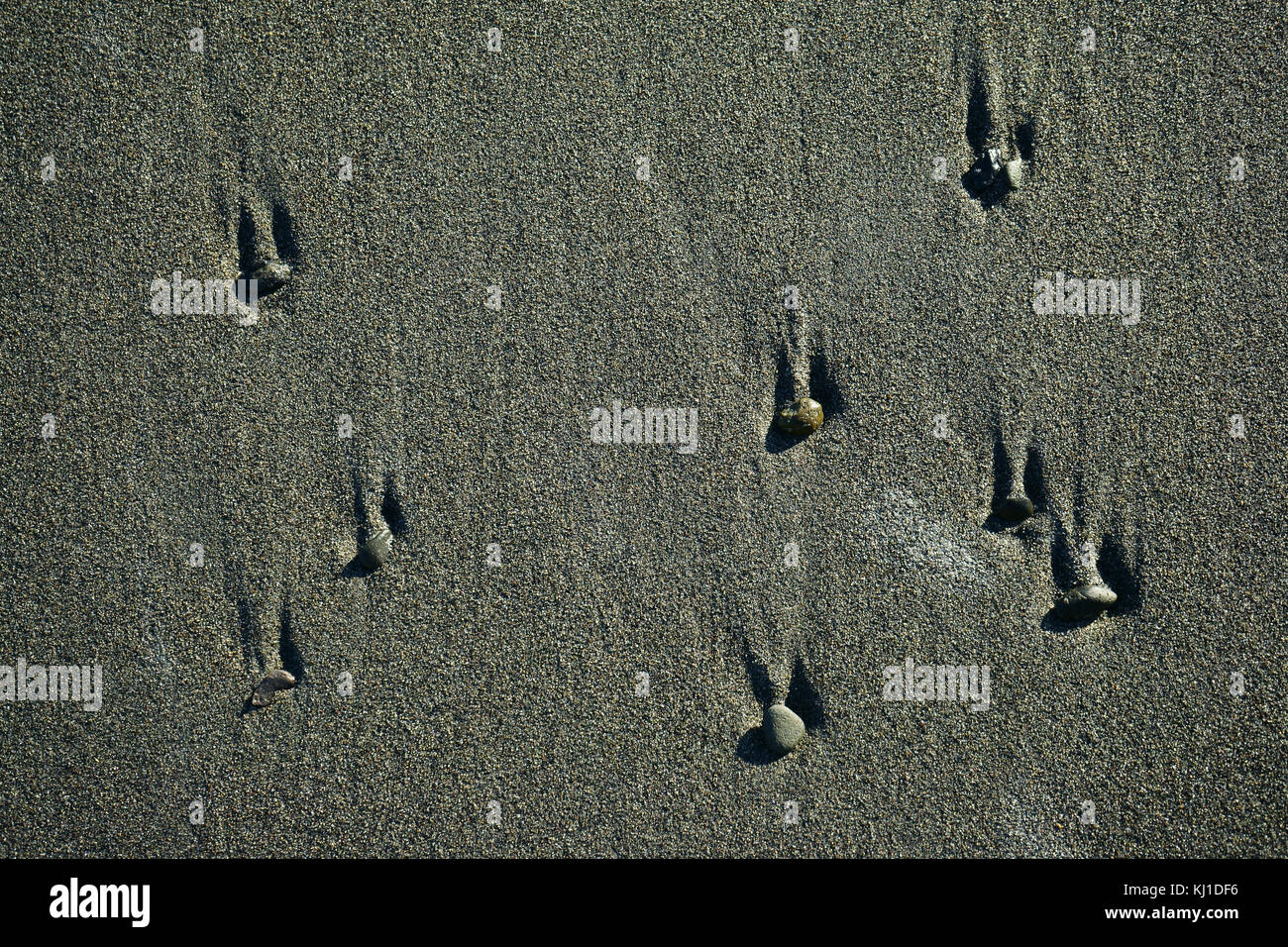 Small rock in beach sand at low tide creating sand riffles, Kachemak Bay, Kenai Peninsula, Homer, Alaska Stock Photo