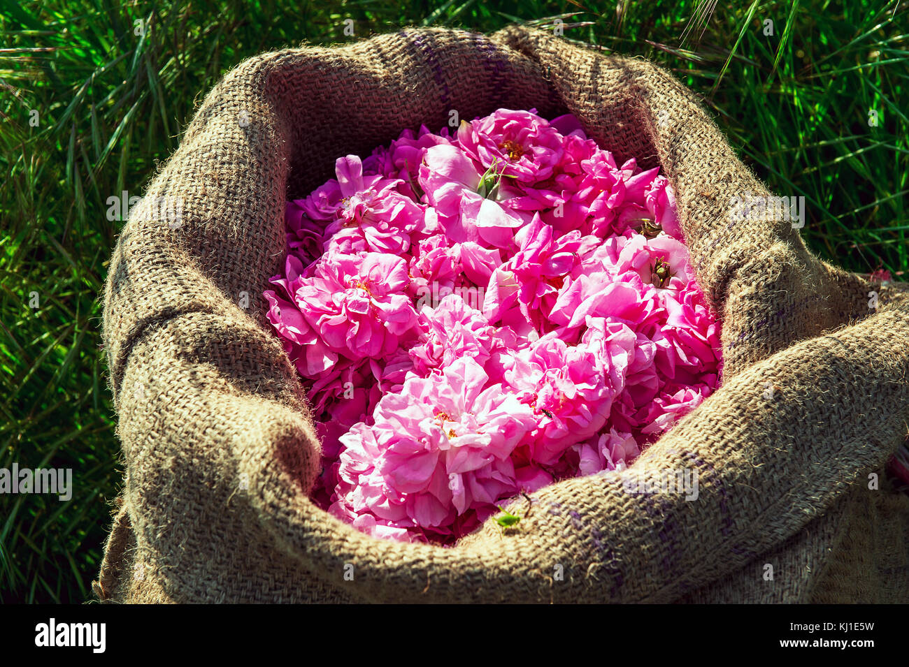 Europe, France, Var, Fayence. Picking flowers for perfumery. May rose (Rosa centifolia). Stock Photo