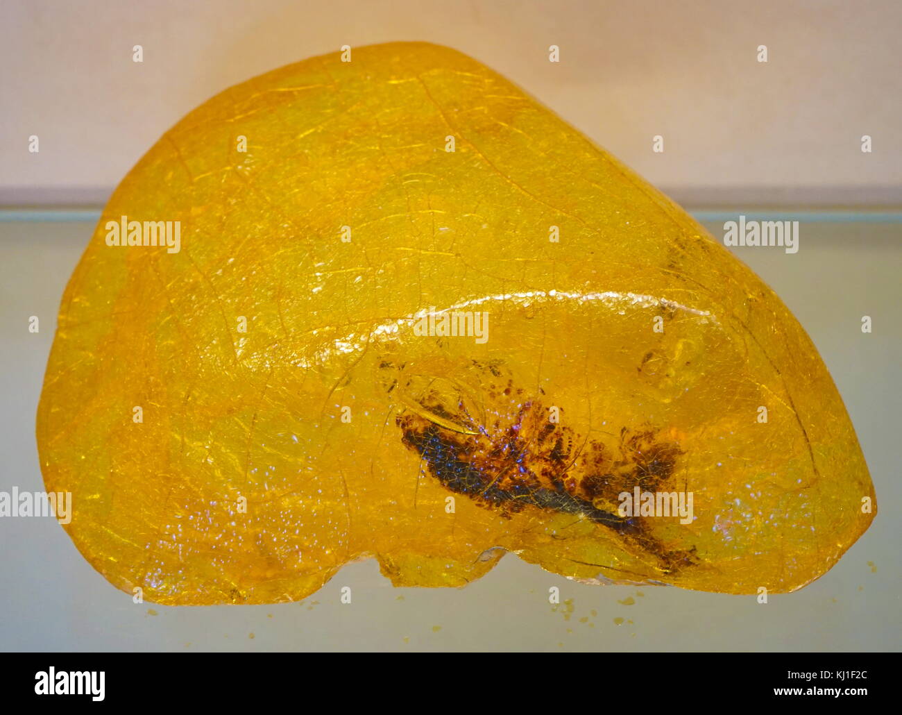 Kauri gum hires stock photography and images Alamy