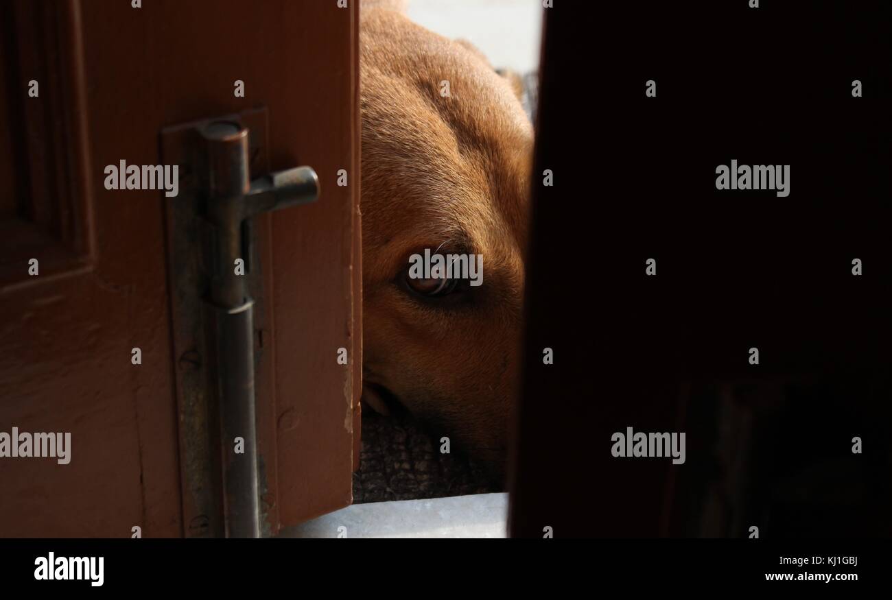 Sneak peek by doggy Stock Photo