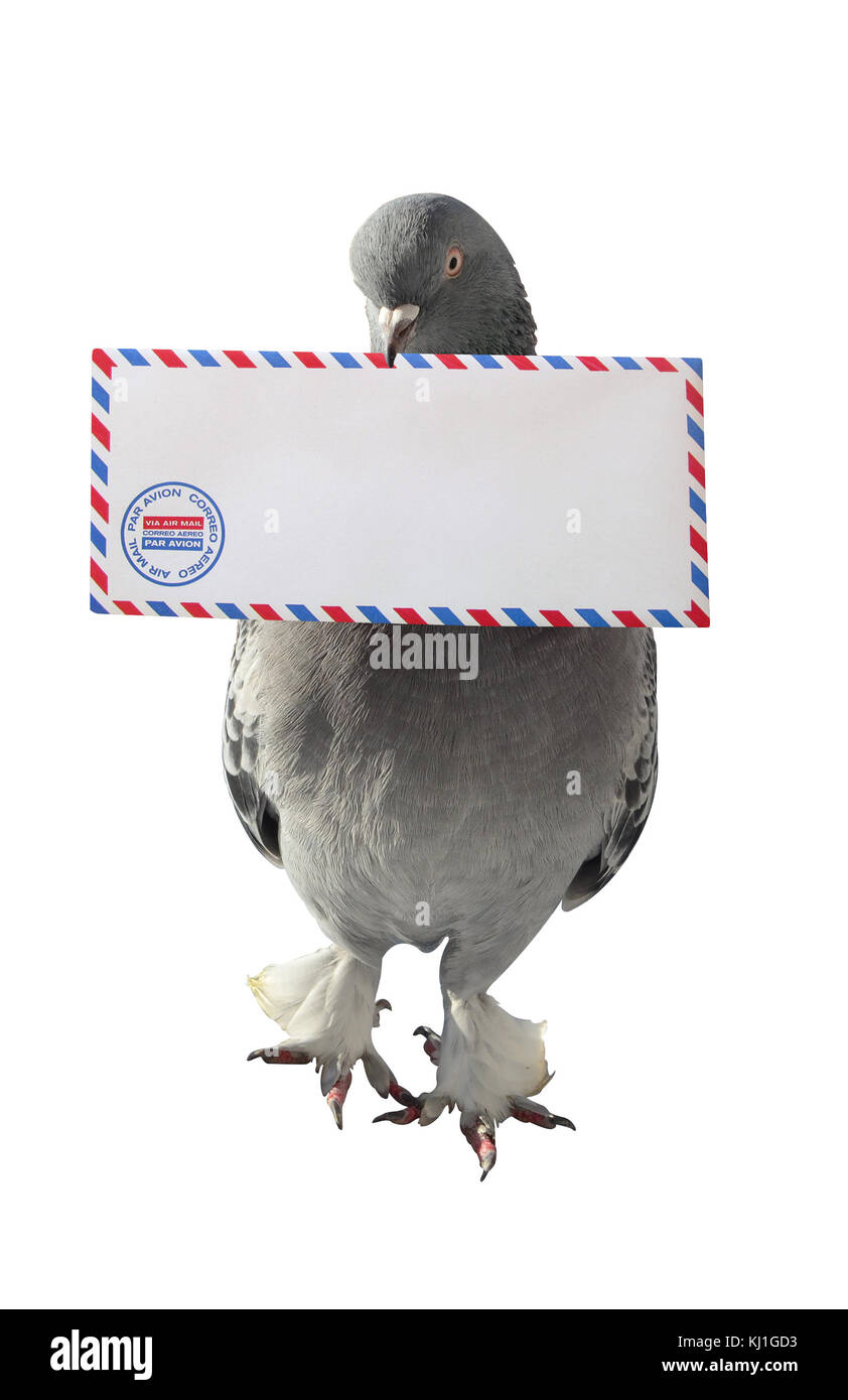 Dove Carrying Air Mail Envelope White Background Vertical Photo Stock Photo