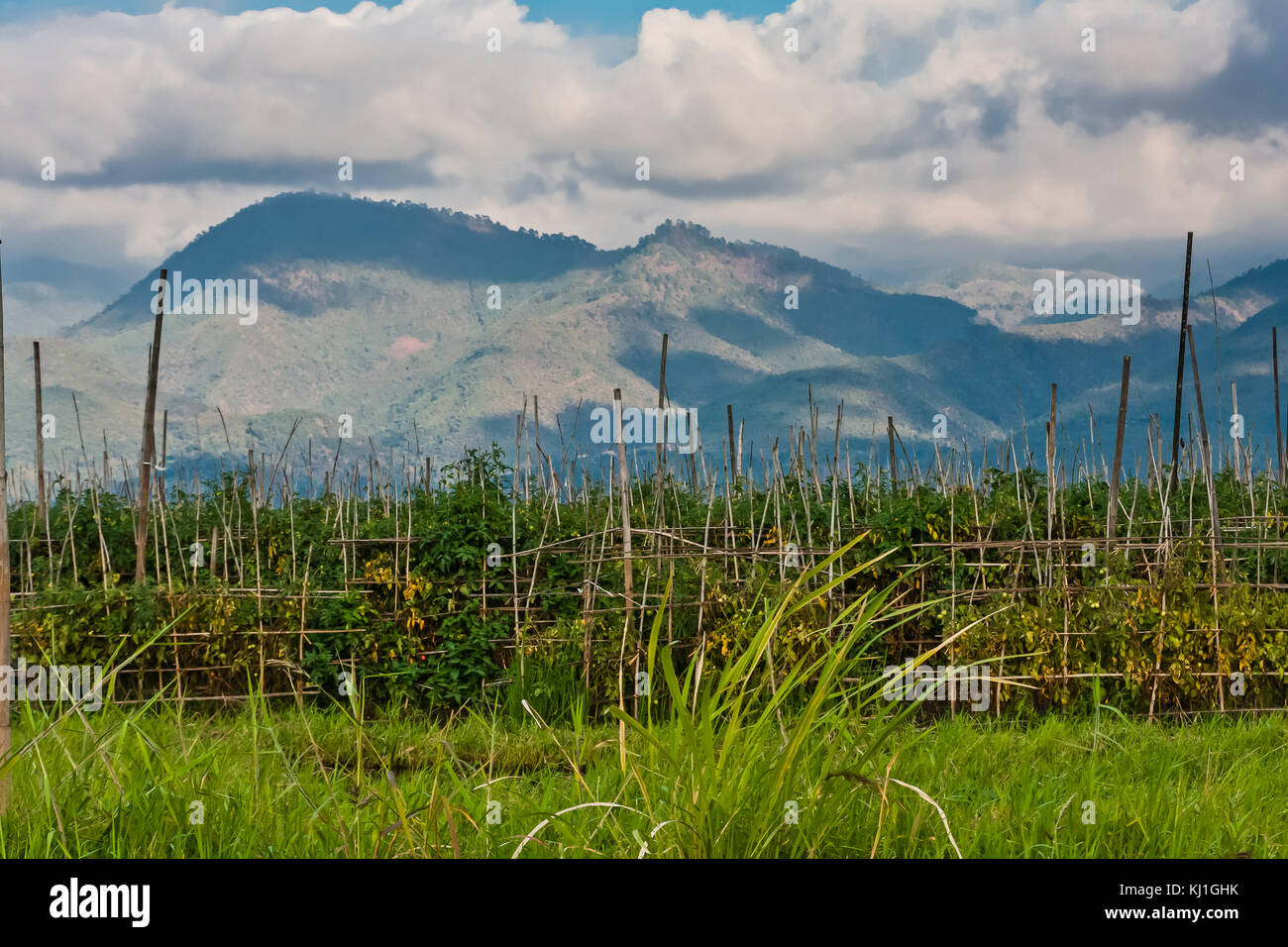 The floating gardens of the Inle Lake Stock Photo Alamy