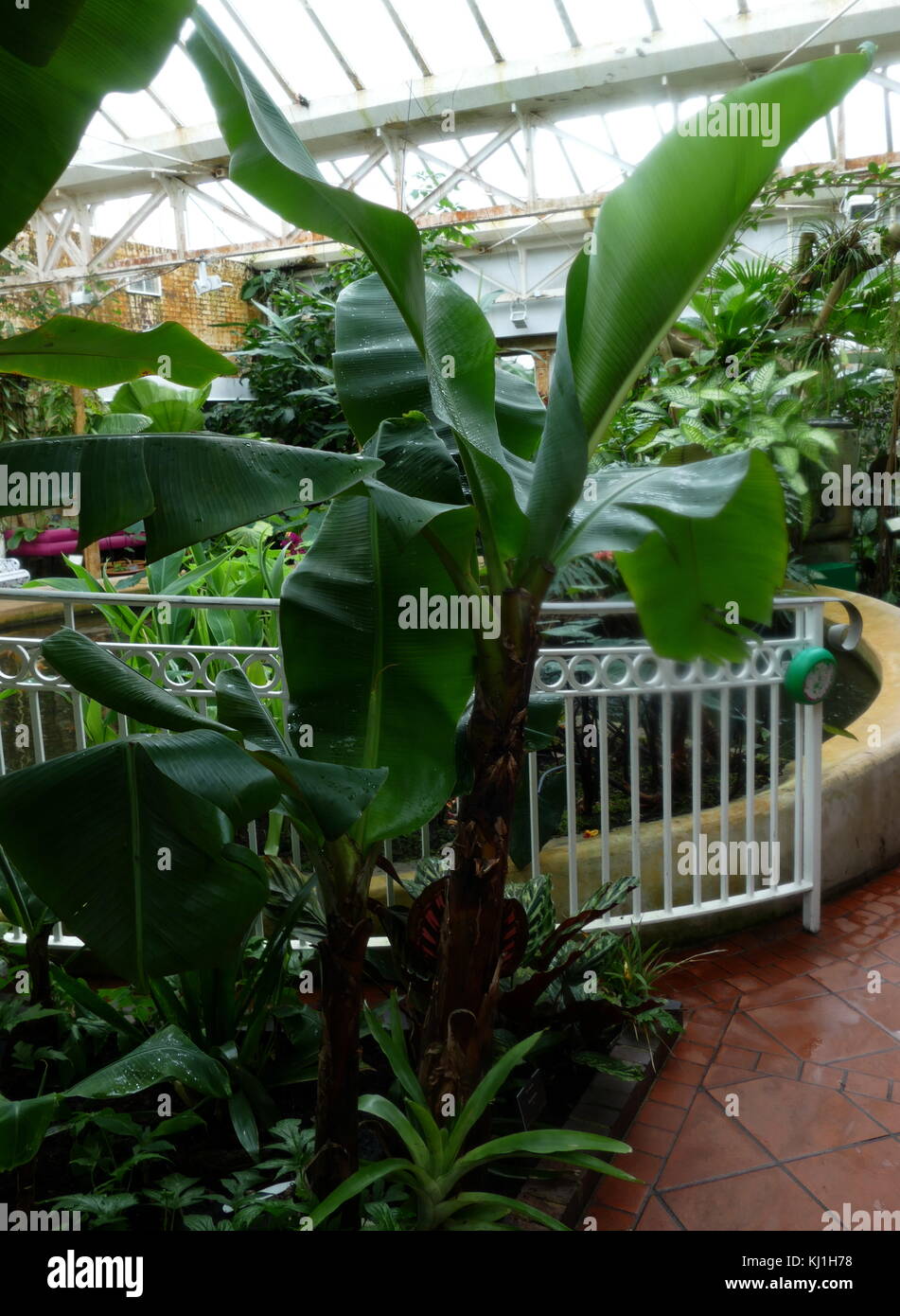 Banana Plant from the canary Islands. The banana is an edible fruit