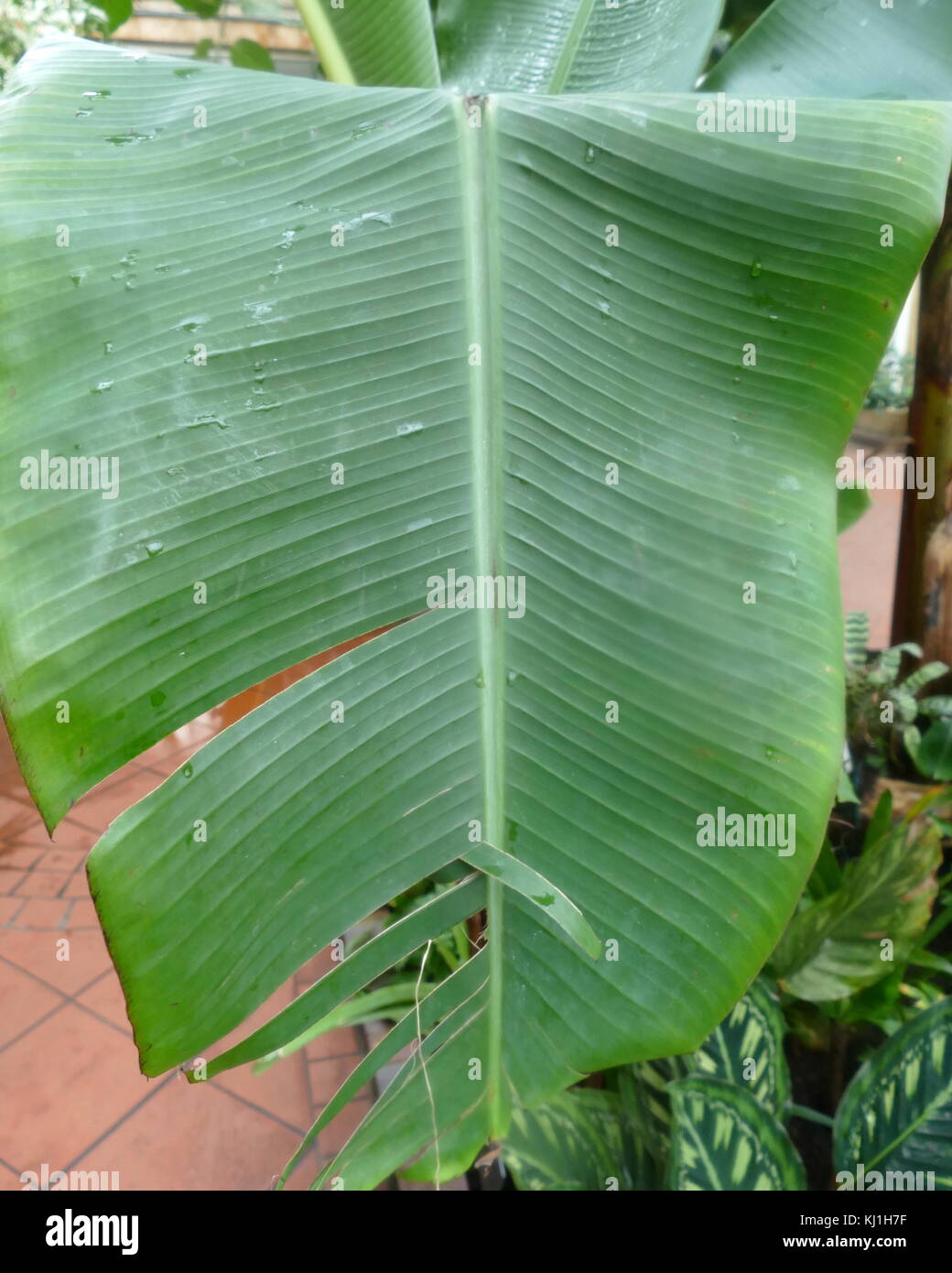 Banana Plant from the canary Islands. The banana is an edible fruit