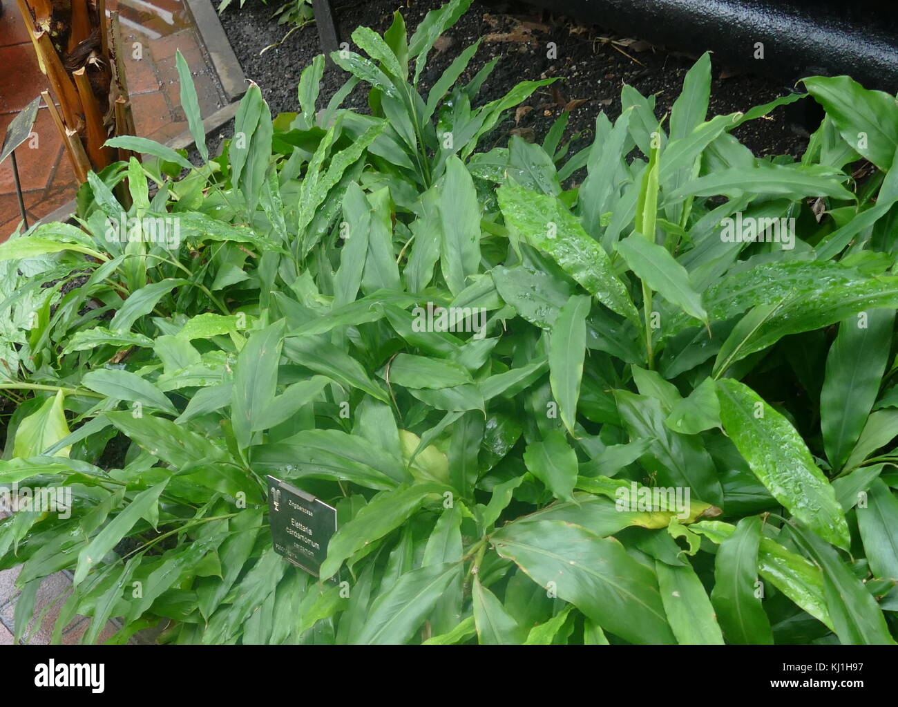 Cardamom plant hi-res stock photography and images - Alamy