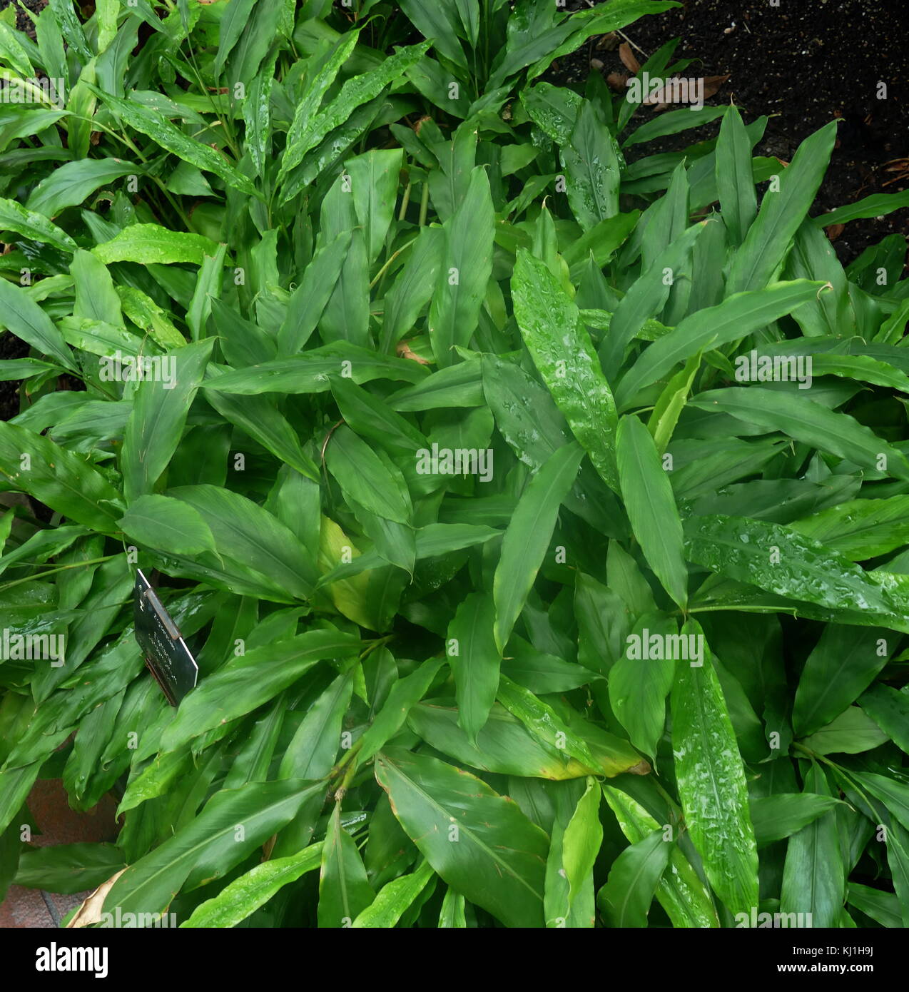Cardamom plant hi-res stock photography and images - Alamy