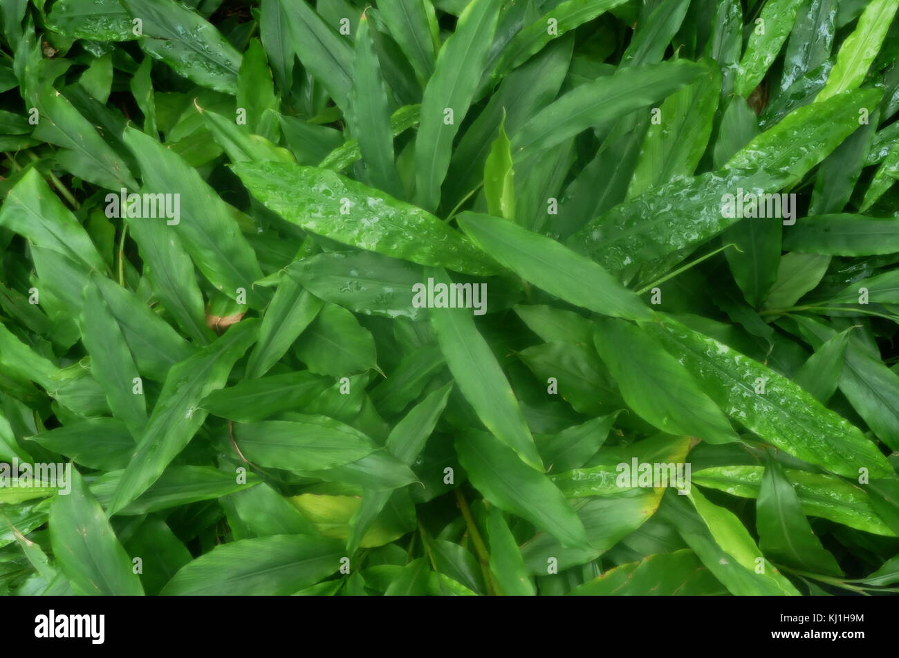 Cardamom plant hi-res stock photography and images - Alamy