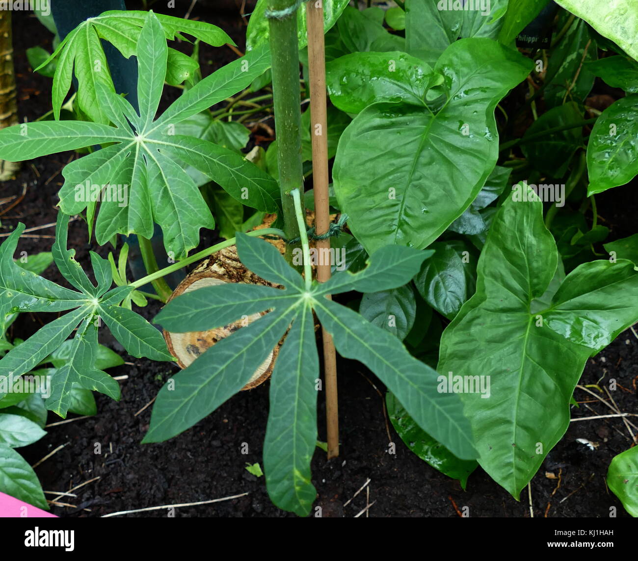 Manihot esculenta (commonly called cassava, is a woody shrub native to South America of the spurge family Stock Photo