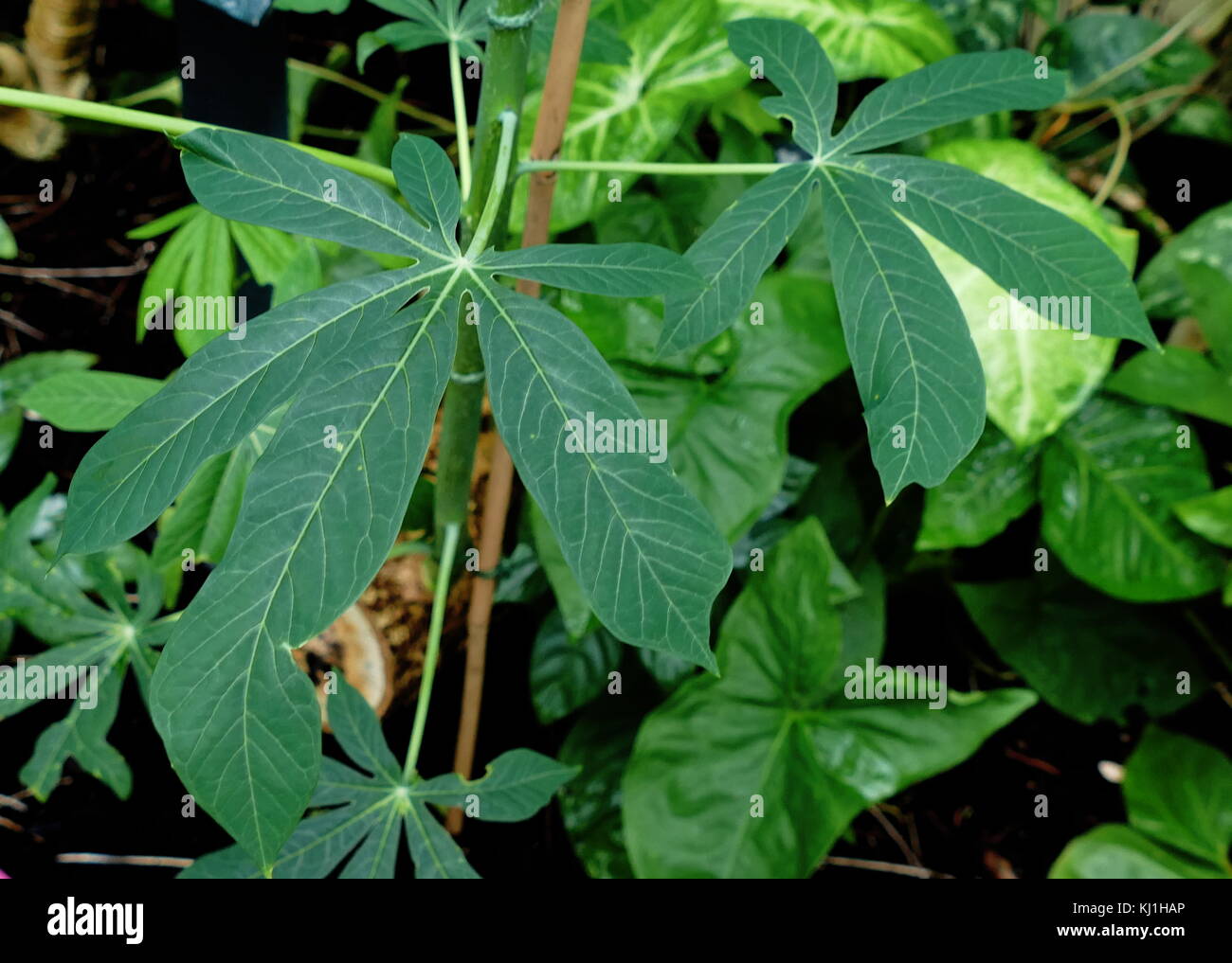 Manihot esculenta (commonly called cassava, is a woody shrub native to South America of the spurge family Stock Photo
