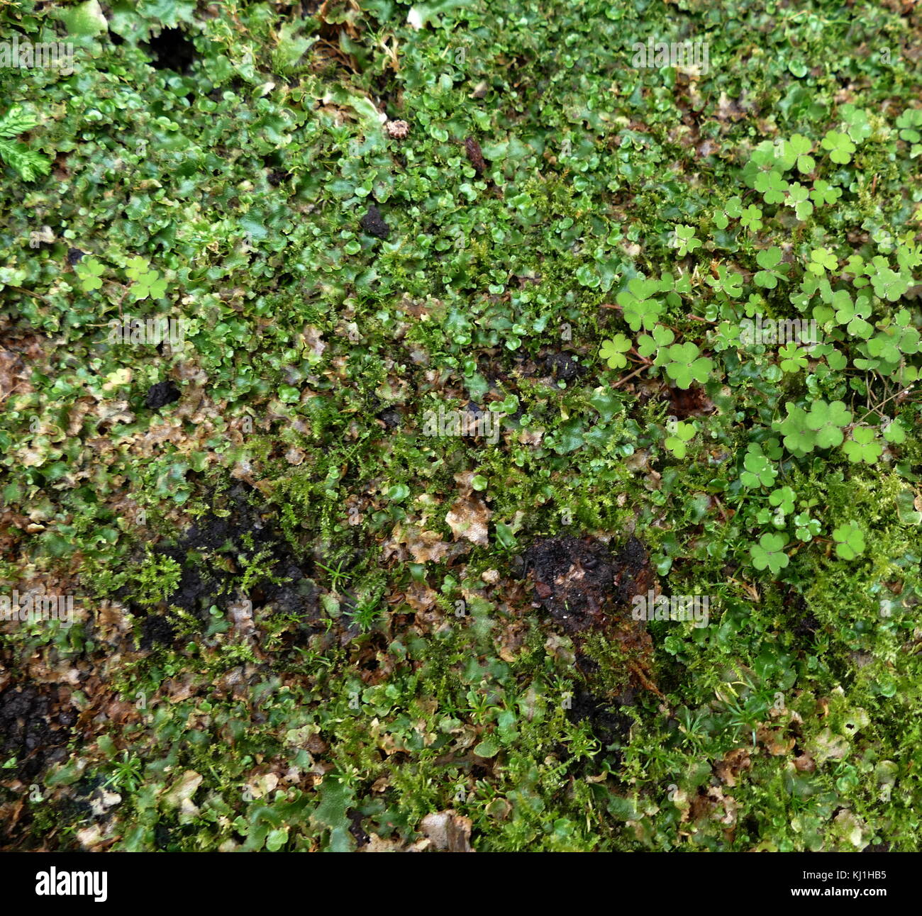 The Marchantiophyta are a division of non-vascular land plants commonly referred to as hepatics or liverworts. Like mosses and hornworts, they have a gametophyte-dominant life cycle, in which cells of the plant carry only a single set of genetic information. Stock Photo