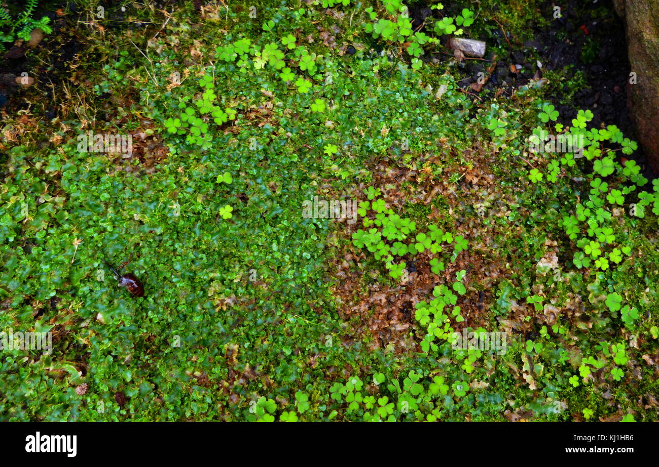 The Marchantiophyta are a division of non-vascular land plants commonly referred to as hepatics or liverworts. Like mosses and hornworts, they have a gametophyte-dominant life cycle, in which cells of the plant carry only a single set of genetic information. Stock Photo