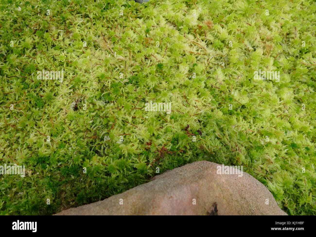 Sphagnum is a genus of approximately 380 accepted species of mosses, commonly known as peat moss. Accumulations of Sphagnum can store water, since both living and dead plants can hold large quantities of water inside their cells; plants may hold 16–26 times as much water as their dry weight, depending on the species.[ Stock Photo