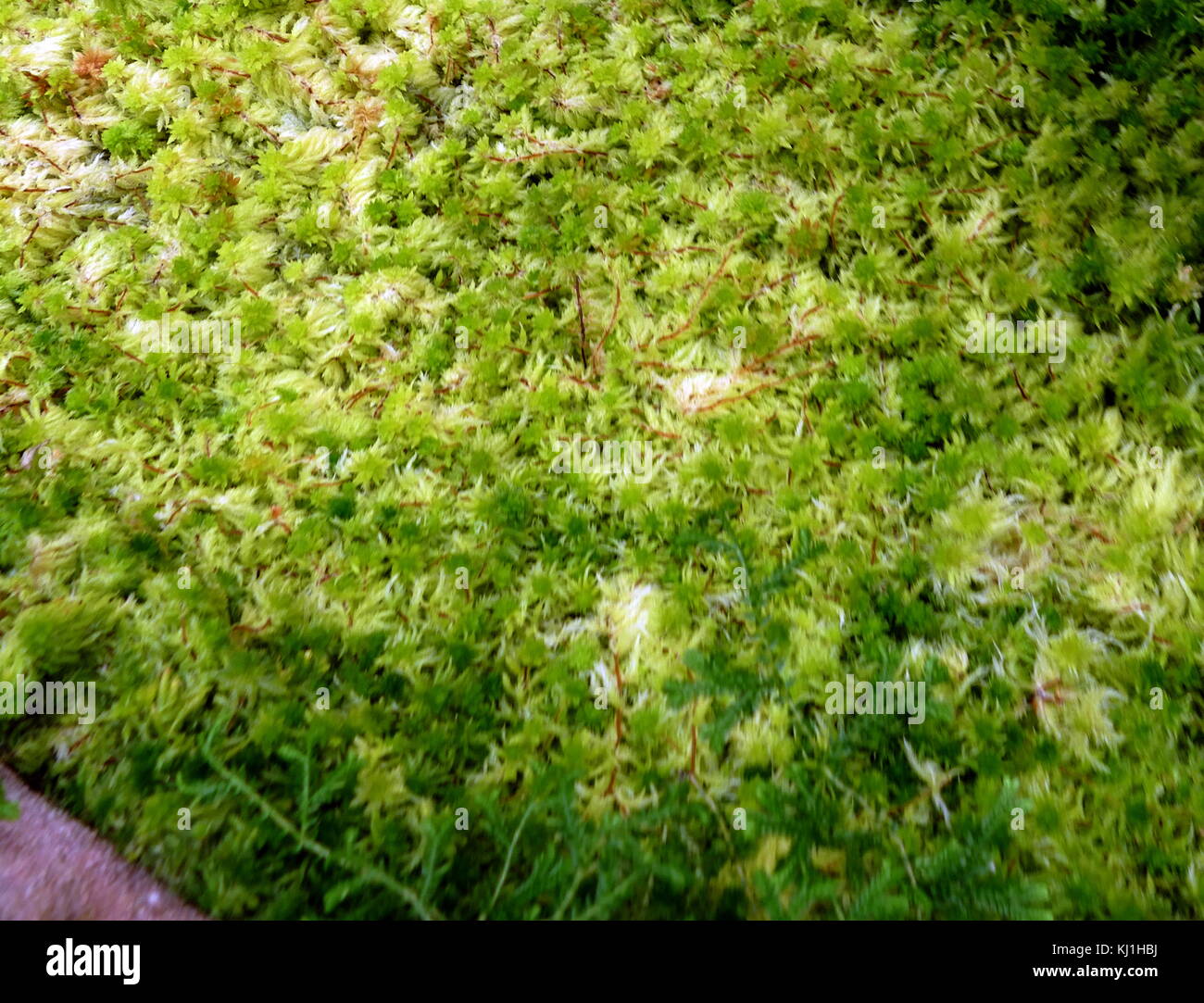 Bryophyta; Moss; a specific group of leafy lower plants, now regarded as Division Bryophyta (sensu stricto). Stock Photo
