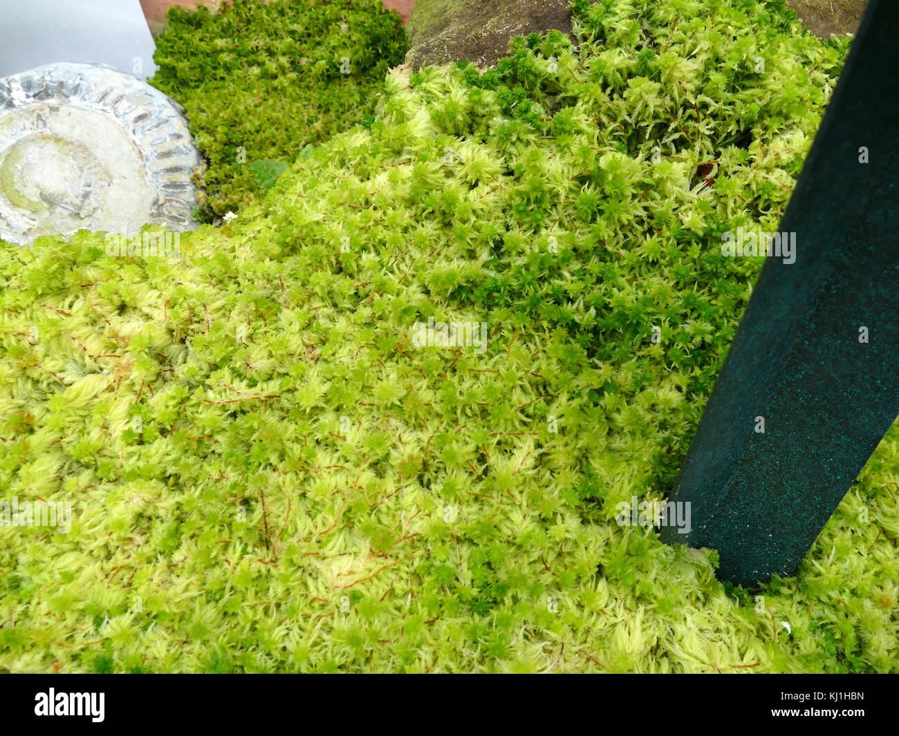 Bryophyta; Moss; a specific group of leafy lower plants, now regarded as Division Bryophyta (sensu stricto). Stock Photo