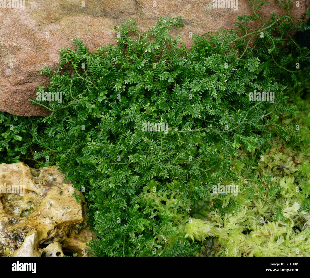 Bryophyta; Moss; a specific group of leafy lower plants, now regarded as Division Bryophyta (sensu stricto). Stock Photo