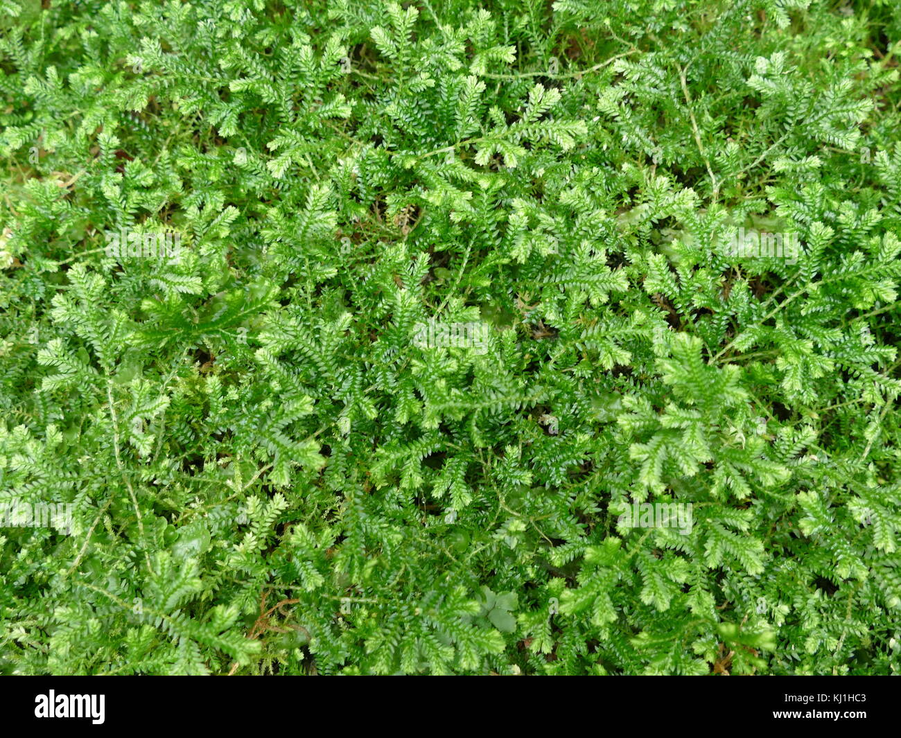 Psilotum nudum, known as the skeleton fork fern, is a fernlike plant in the order Psilotales, it lacks roots. Psilotum nudum is considered a 'primitive' plant – a descendent of possibly the first group of vascular plants which were widespread during the Devonian and Silurian periods. Stock Photo