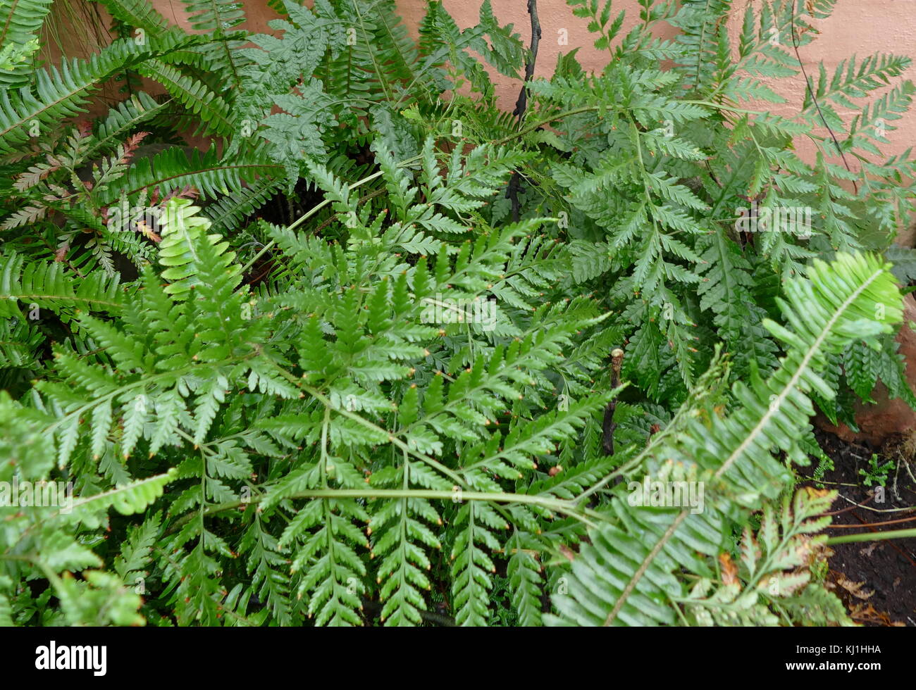 A fern is a member of a group of about 10,560 known extant species vascular plants that reproduce via spores and have neither seeds nor flowers. They differ from mosses by being vascular Stock Photo